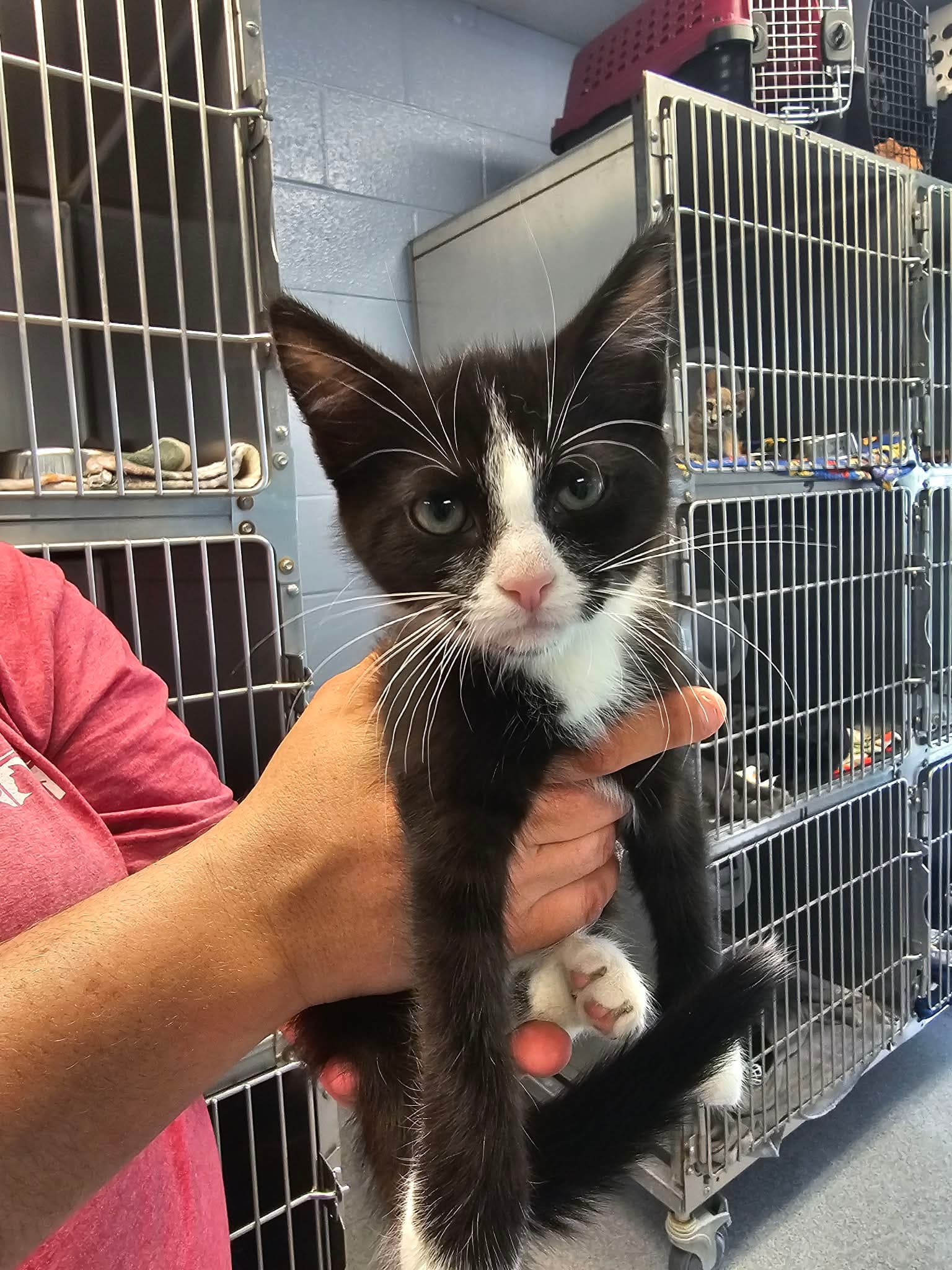 Skooma - Domestic Short Hair