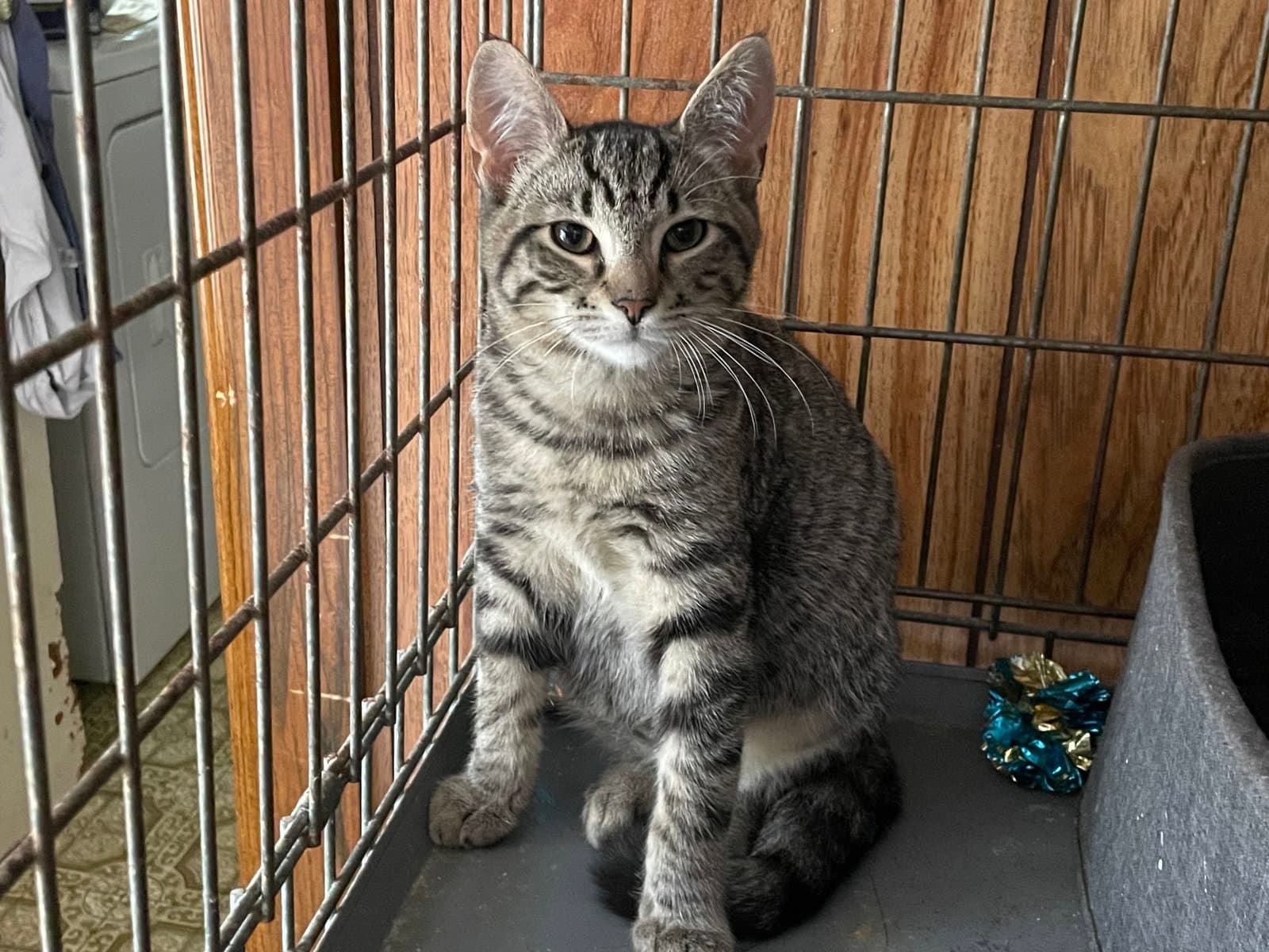 Piper - Domestic Short Hair
