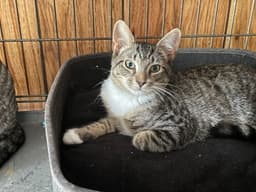 Pepper image 1