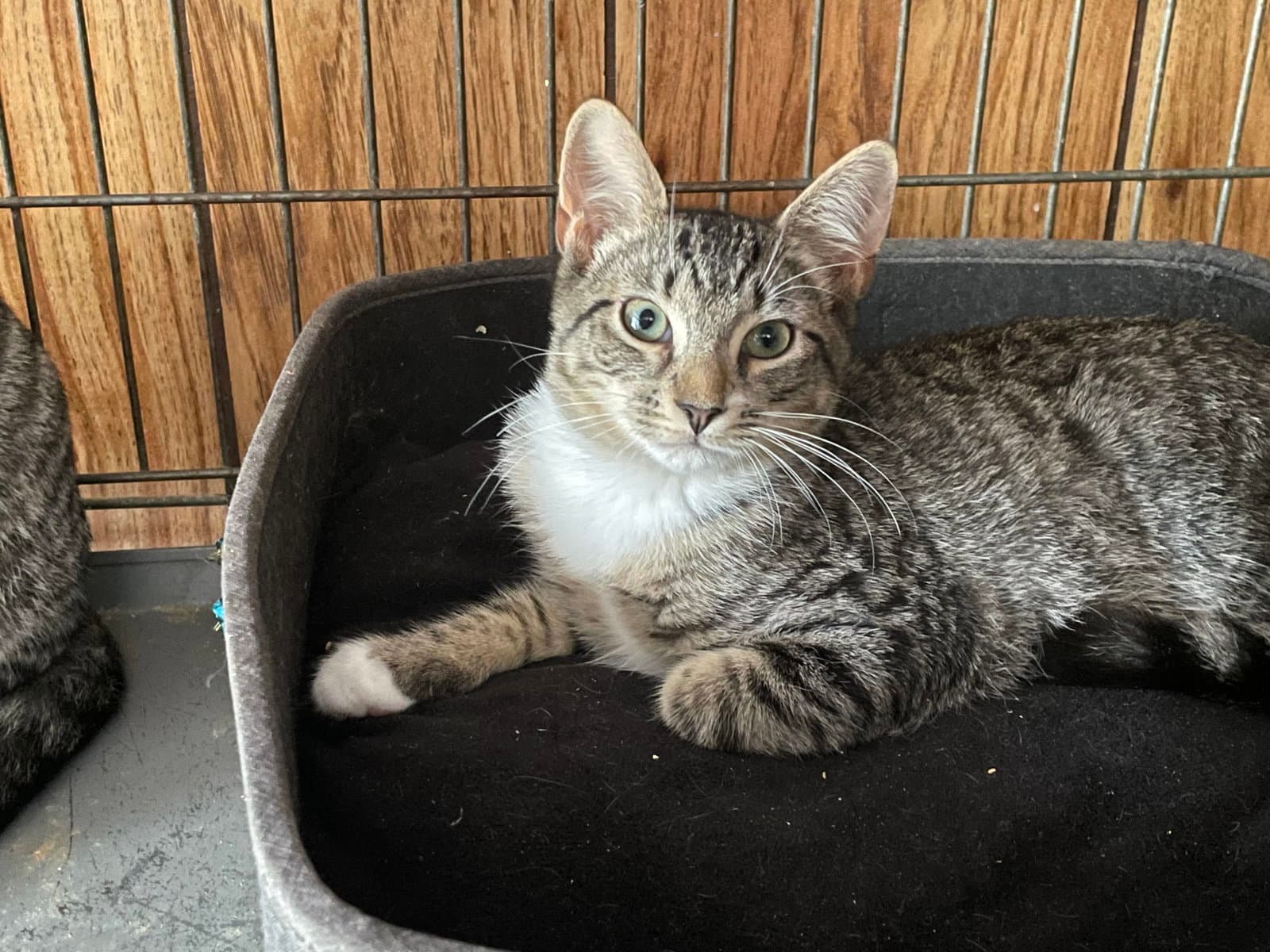 Pepper - Domestic Short Hair