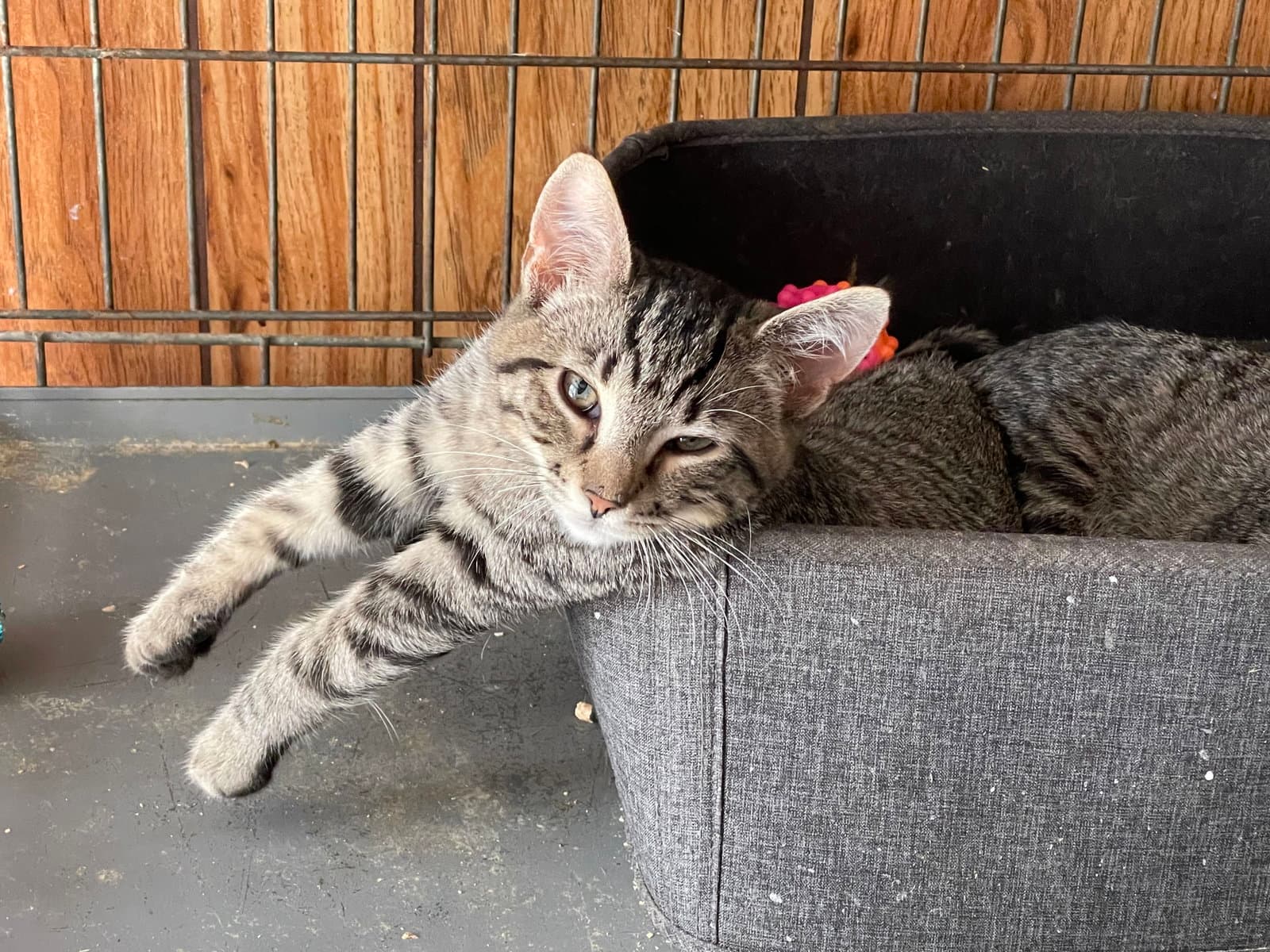 Pipa - Domestic Short Hair