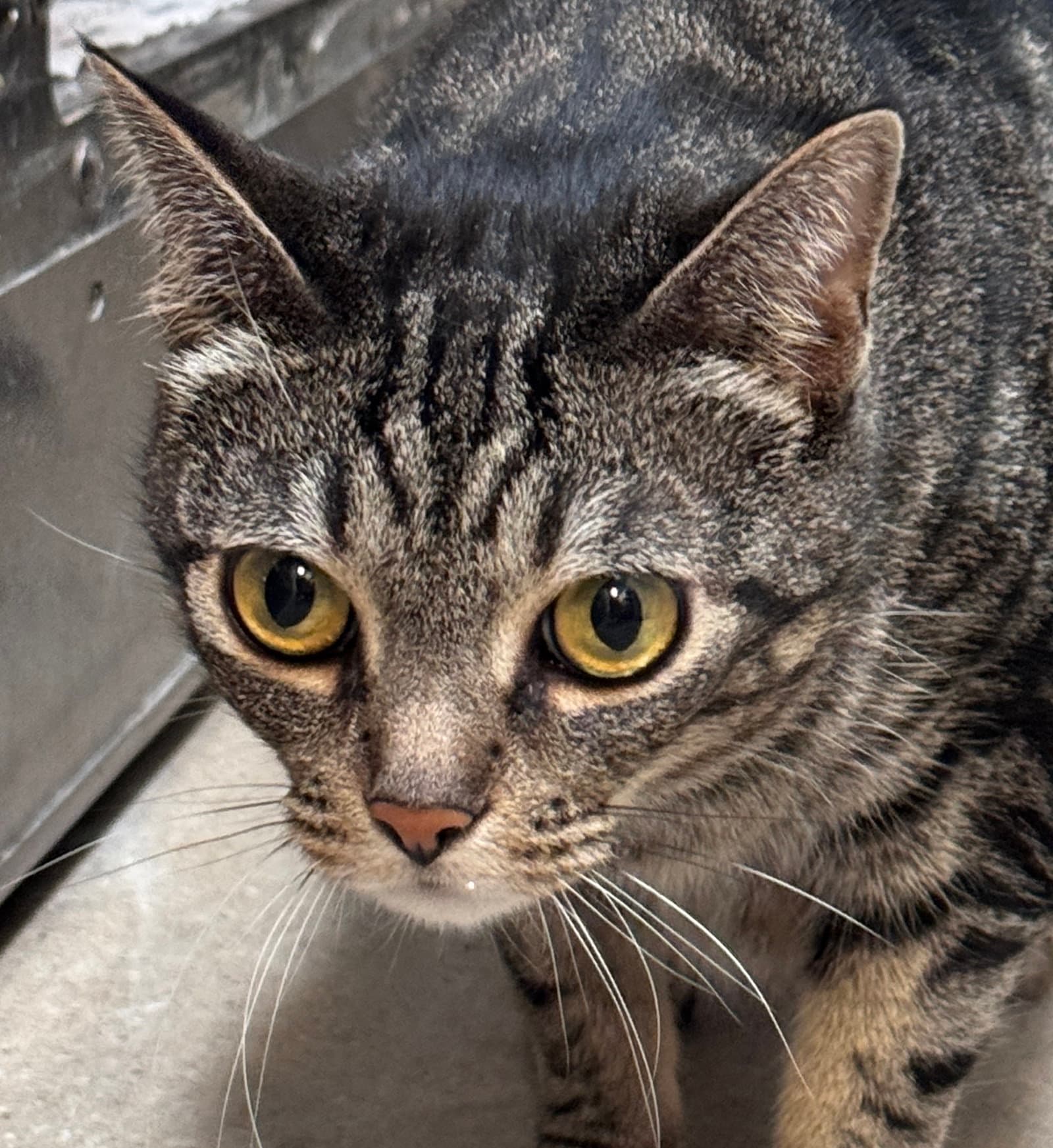 Geebee - Domestic Short Hair