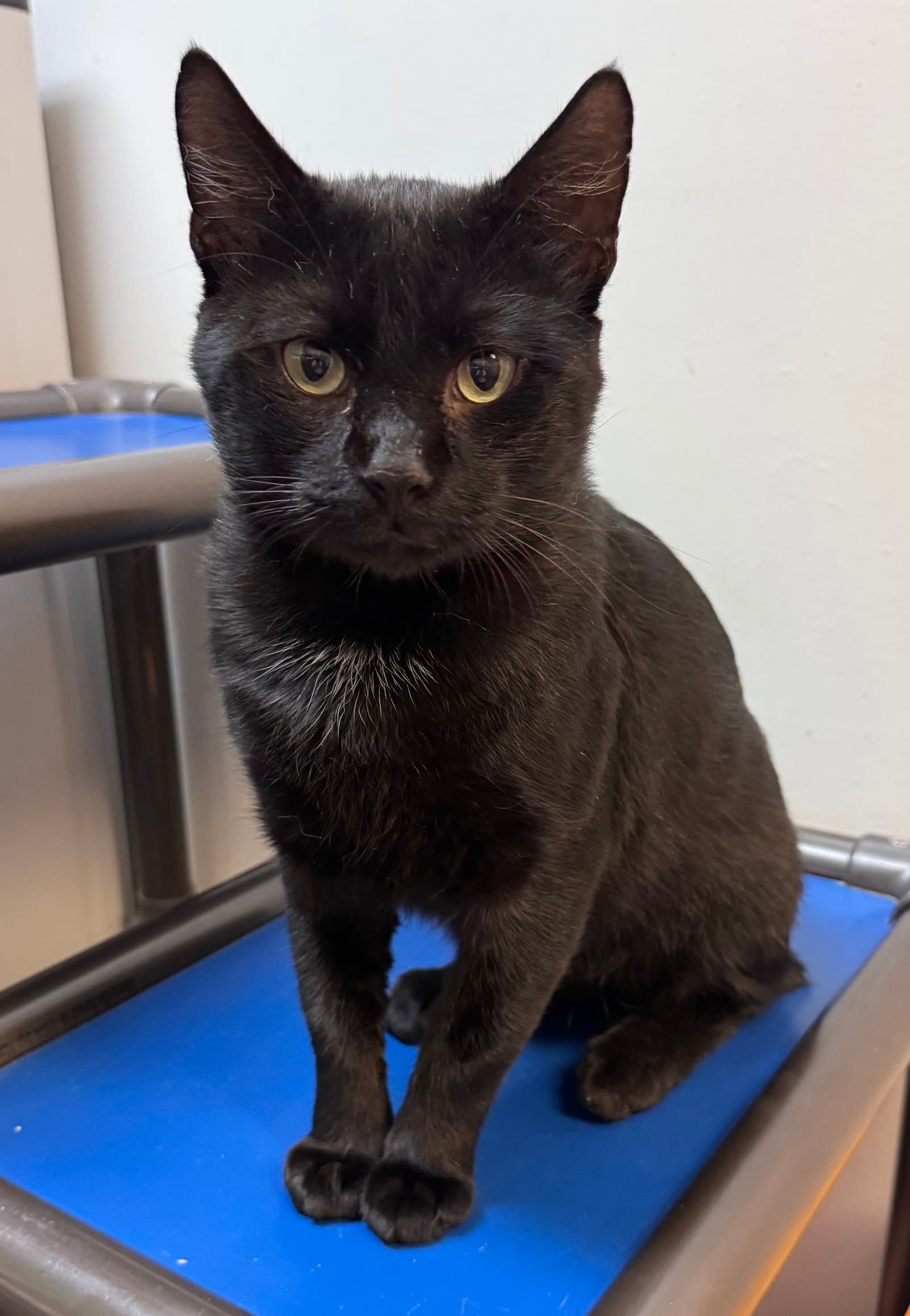 Bob Bobtail - Domestic Short Hair
