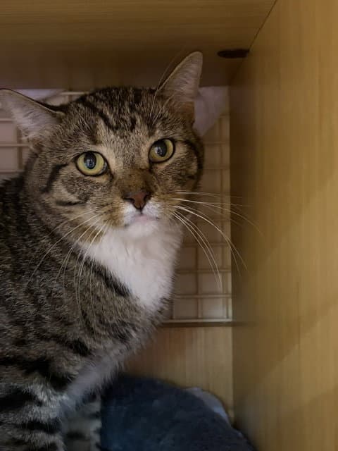 Charlie - Domestic Short Hair