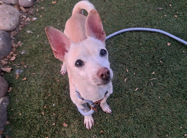 Tikka - Chihuahua