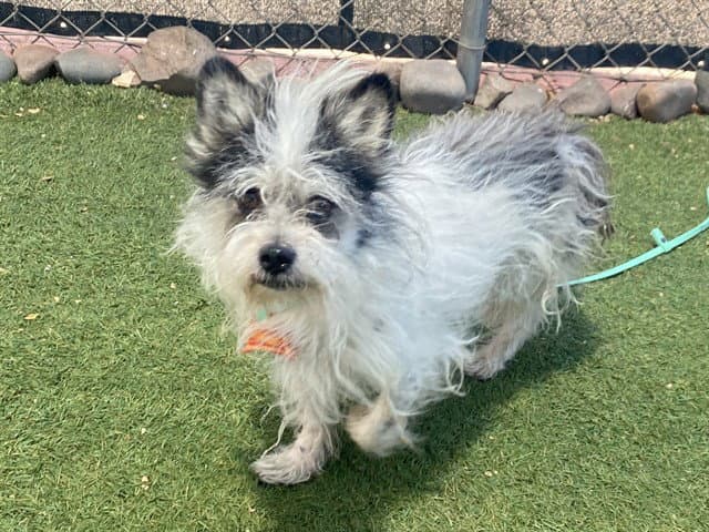 Chulo - Cairn Terrier