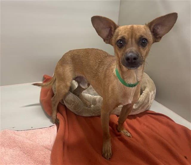 Caramel - Chihuahua