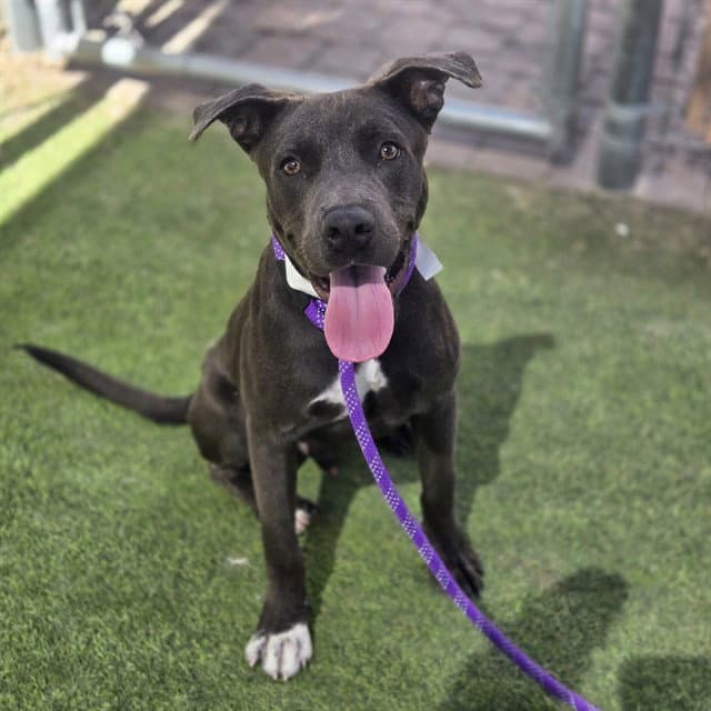Hexagon - American Pit Bull Terrier