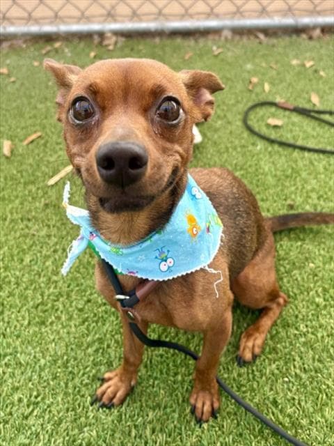 Pixie - Chihuahua