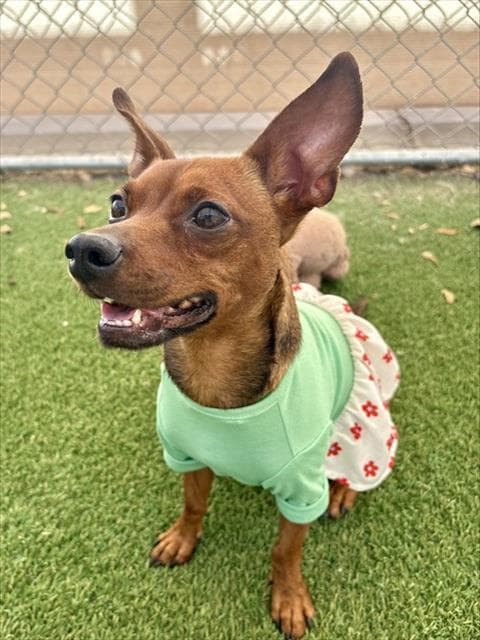 Pixie - Chihuahua