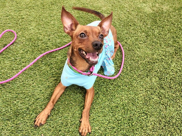 Pixie - Chihuahua