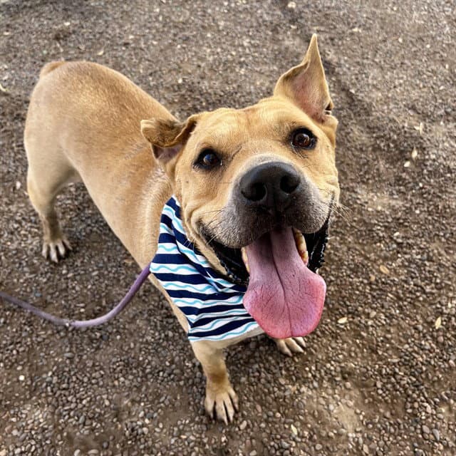 Ducky - American Pit Bull Terrier