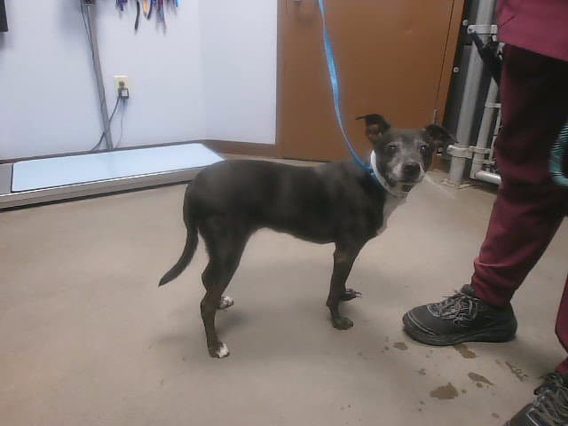Ebony - Chihuahua