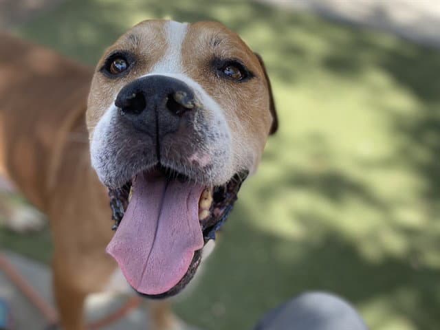 Fantastic - American Pit Bull Terrier