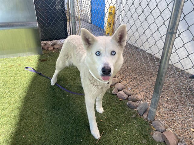 Misty - Siberian Husky