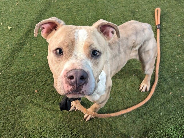 Almond - American Pit Bull Terrier