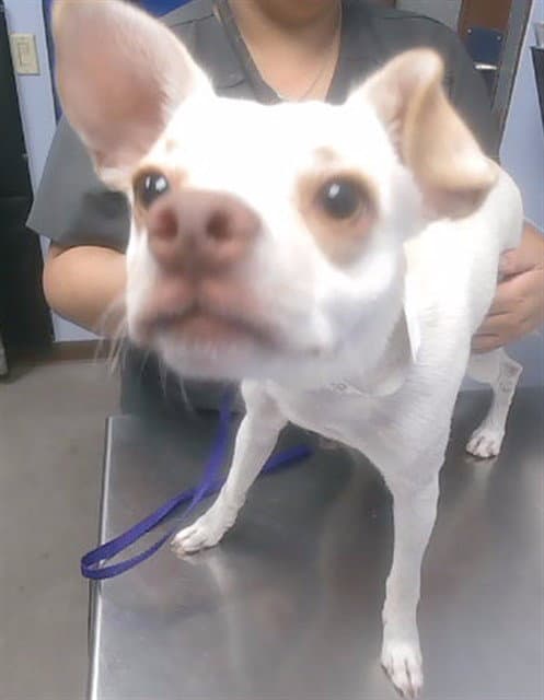 Homer - Chihuahua