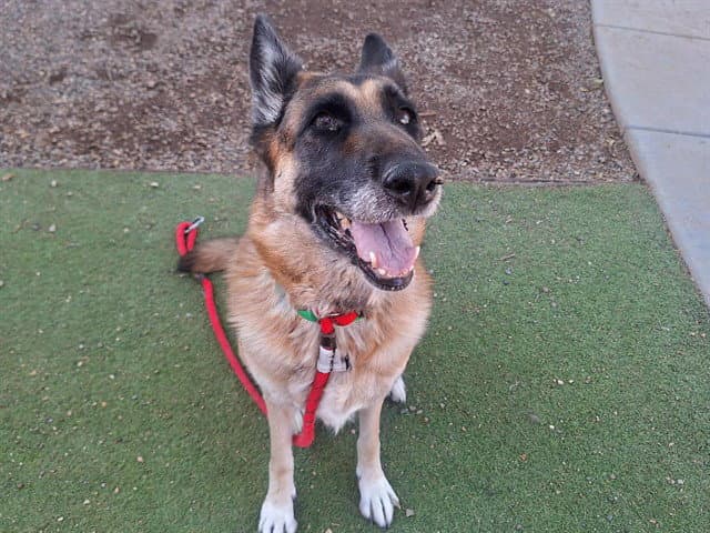 Rose - German Shepherd Dog