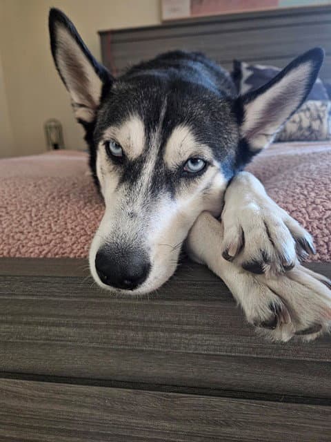Fiona - Siberian Husky