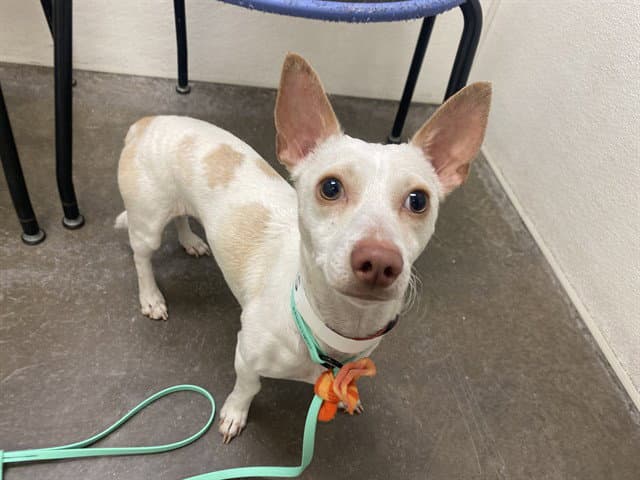 Farmer - Chihuahua