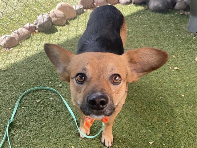 Toby - Chihuahua