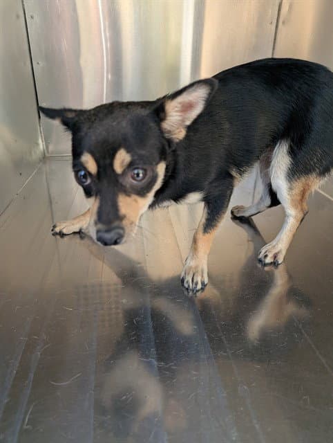Bluebell - Chihuahua