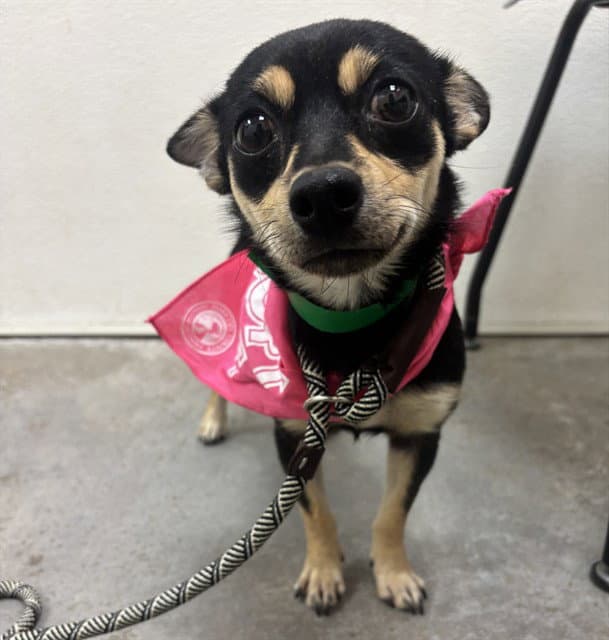 Bluebell - Chihuahua