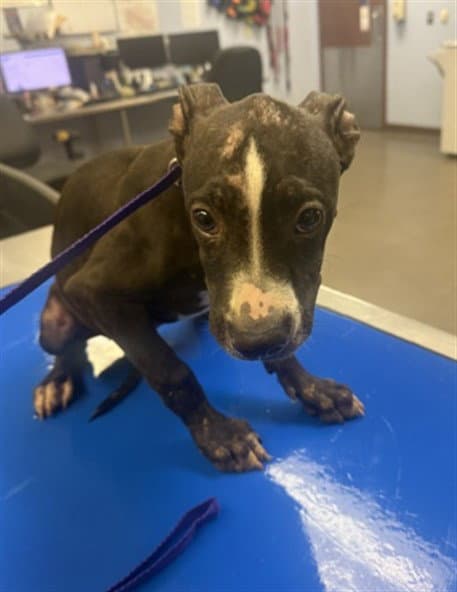Iceman - American Pit Bull Terrier