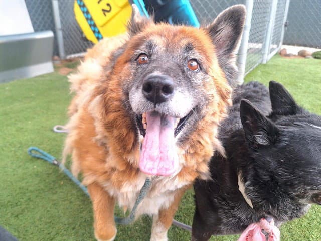 Tilda - German Shepherd Dog