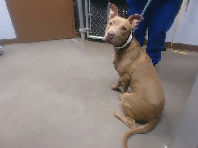 Tractor - American Pit Bull Terrier