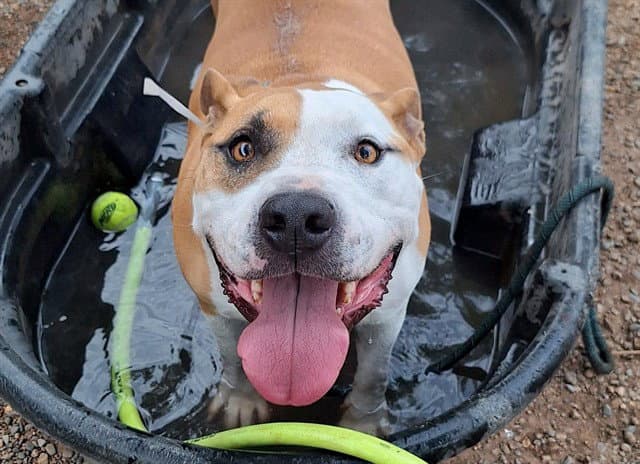 Homer - American Pit Bull Terrier
