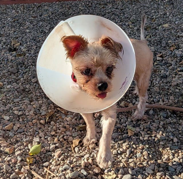 Pinto Bean - Maltese