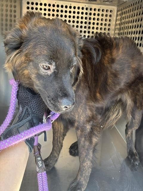 Bucky - Dutch Shepherd