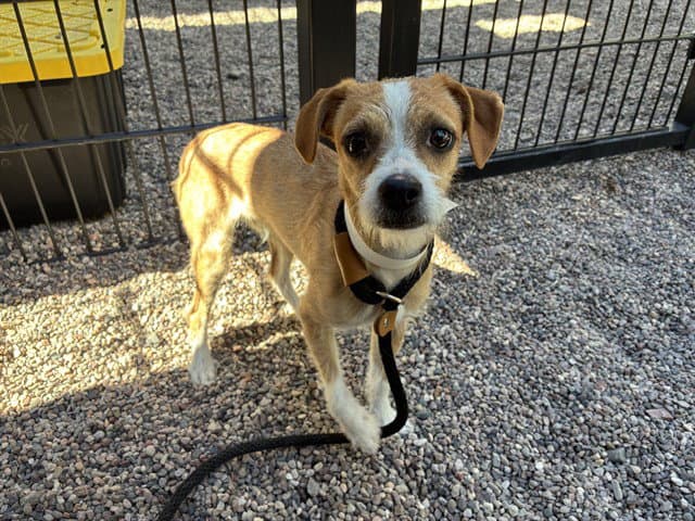 Nico - Parson Russell Terrier