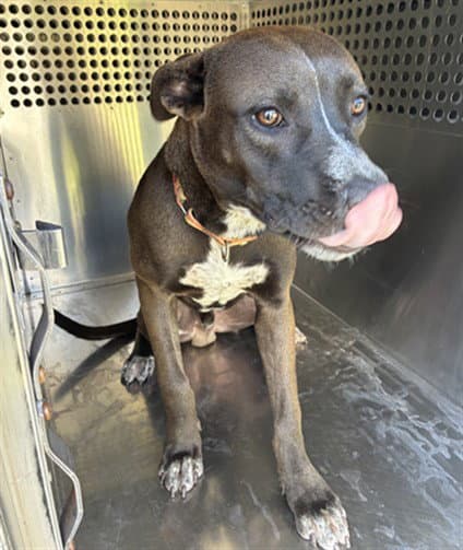 Jimmy - American Staffordshire Terrier