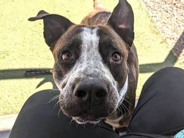 Wheeler - American Staffordshire Terrier