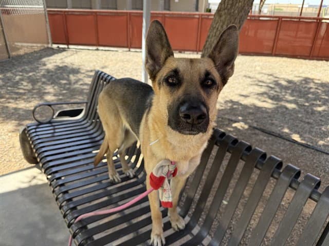 Barbie - German Shepherd Dog