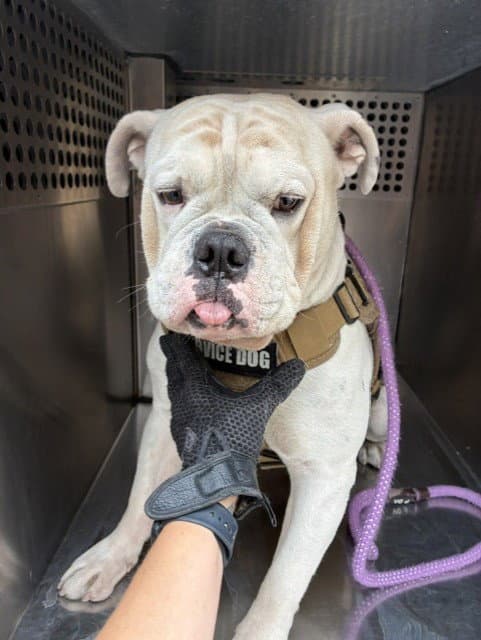 Wood Router - English Bulldog