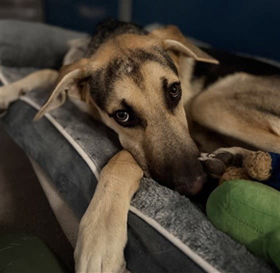Unknown - German Shepherd Dog