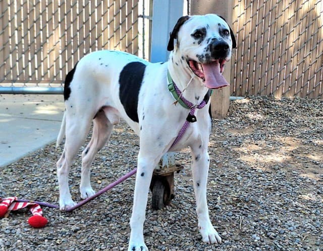 Ocho - Dalmatian