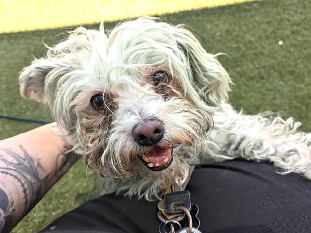 Clover - Poodle (Miniature)
