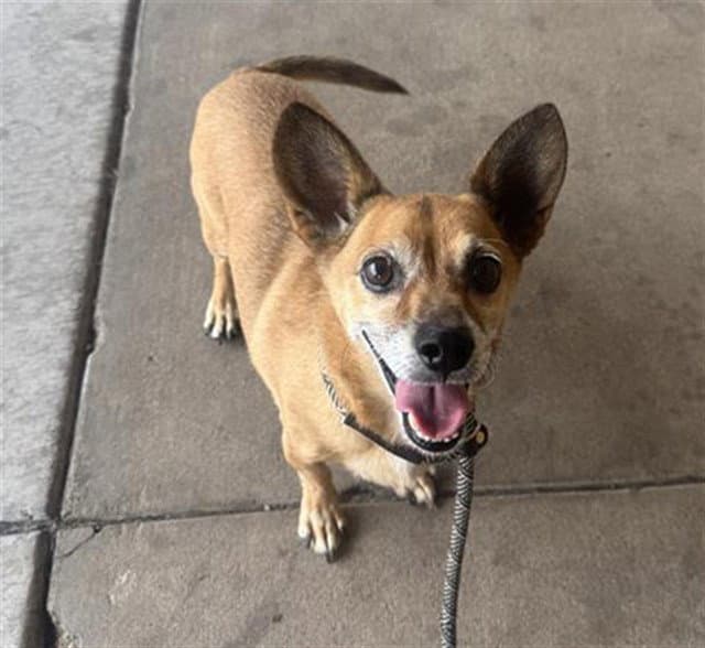 Enzo - Chihuahua