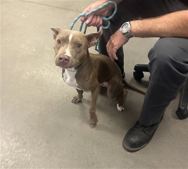 Agatha - American Pit Bull Terrier