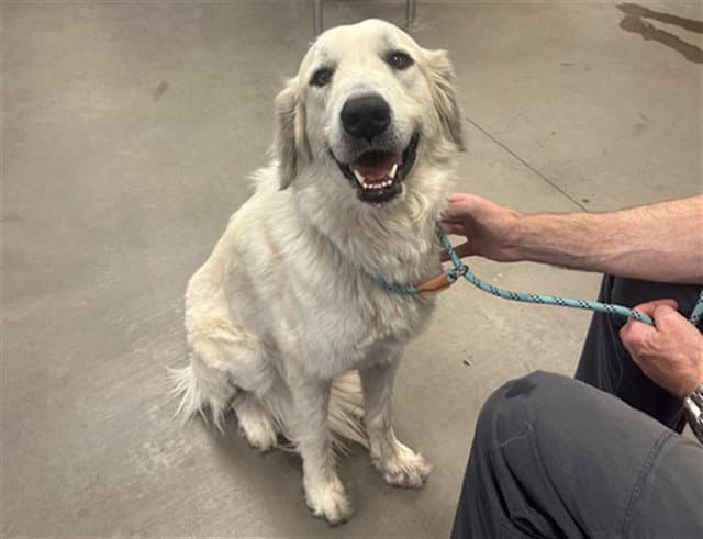 Grace - Great Pyrenees