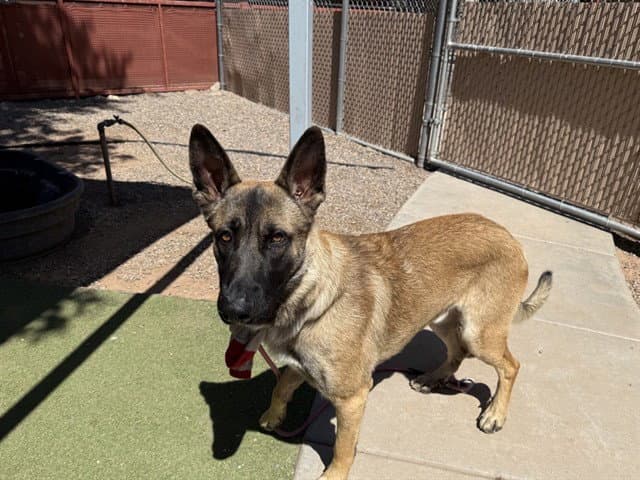 Arthur - Belgian Shepherd Malinois