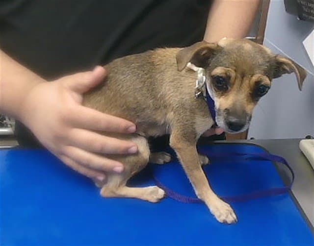 Nena - Chihuahua