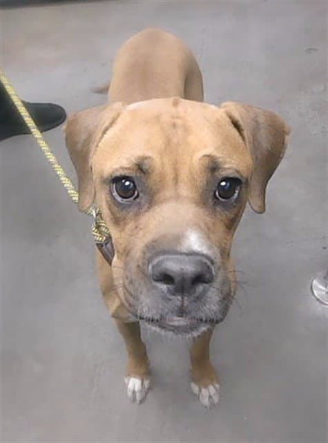 Pamela - Boxer