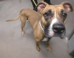 Archie image 1