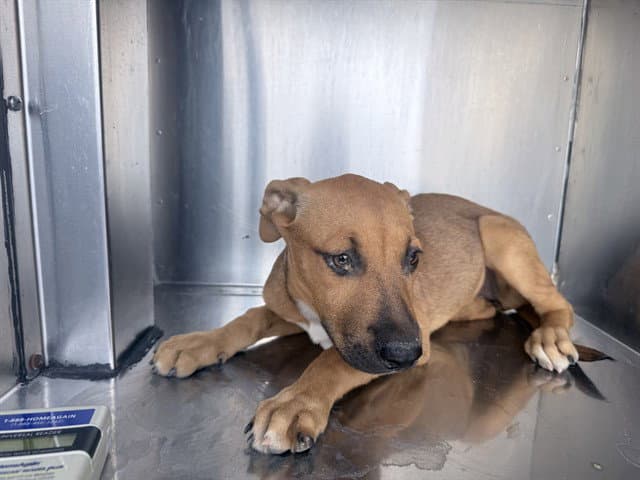 Bailey - American Pit Bull Terrier