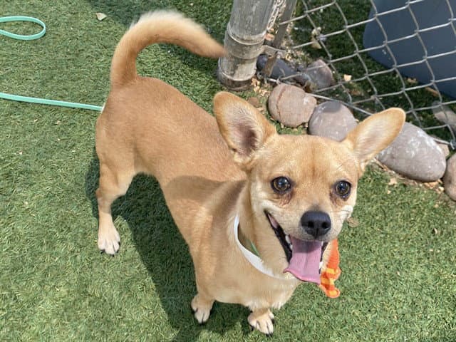 Marco - Chihuahua